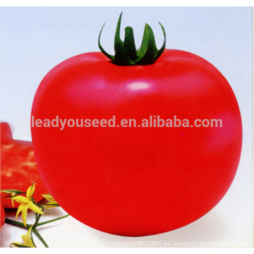 AT231 Beilu semillas de tomate de alta calidad al por mayor semillas de hortalizas